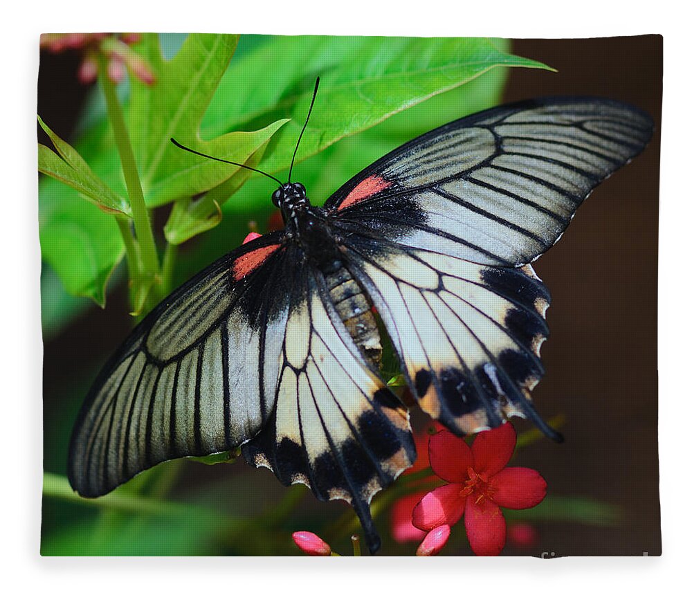 Scarlet Swallowtail Fleece Blanket featuring the photograph She's A Beauty by Tamara Becker