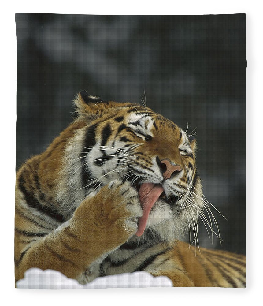 00198432 Fleece Blanket featuring the photograph Siberian Tiger Licking Its Paw by Konrad Wothe