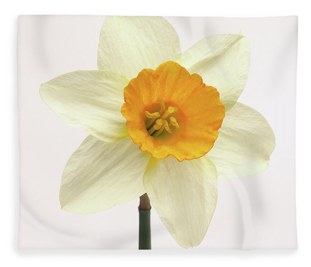 White Background Fleece Blanket featuring the photograph Single Fresh White Daffodil With Yellow by Rosemary Calvert