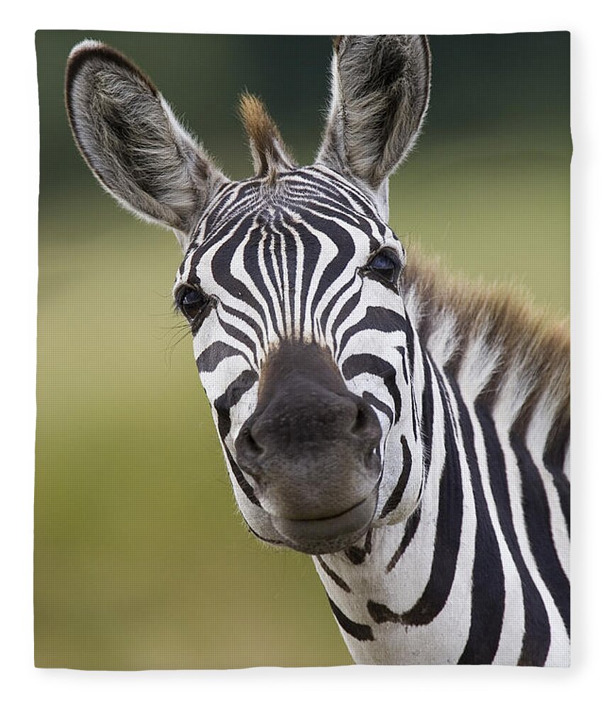 00784113 Fleece Blanket featuring the photograph Smiling Burchells Zebra by Suzi Eszterhas
