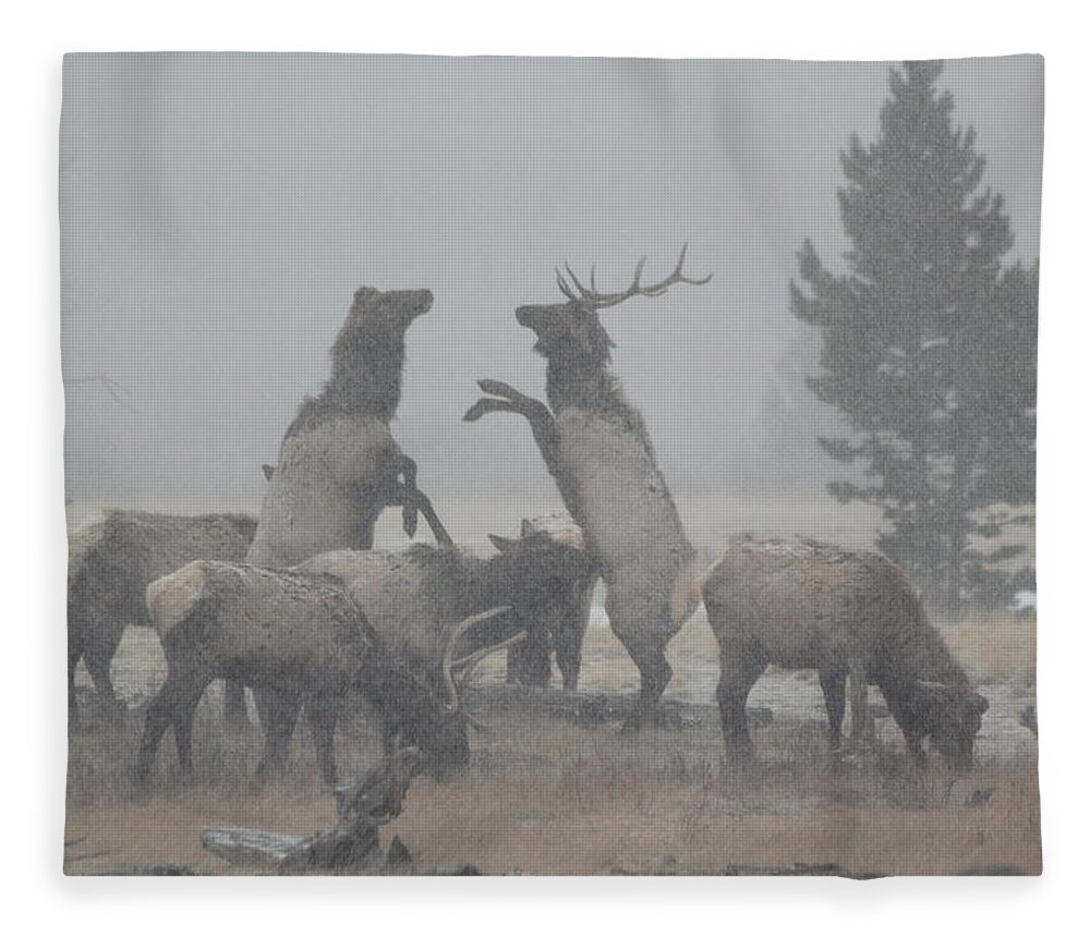 Elk Fleece Blanket featuring the photograph Snowy Battle by Shane Bechler