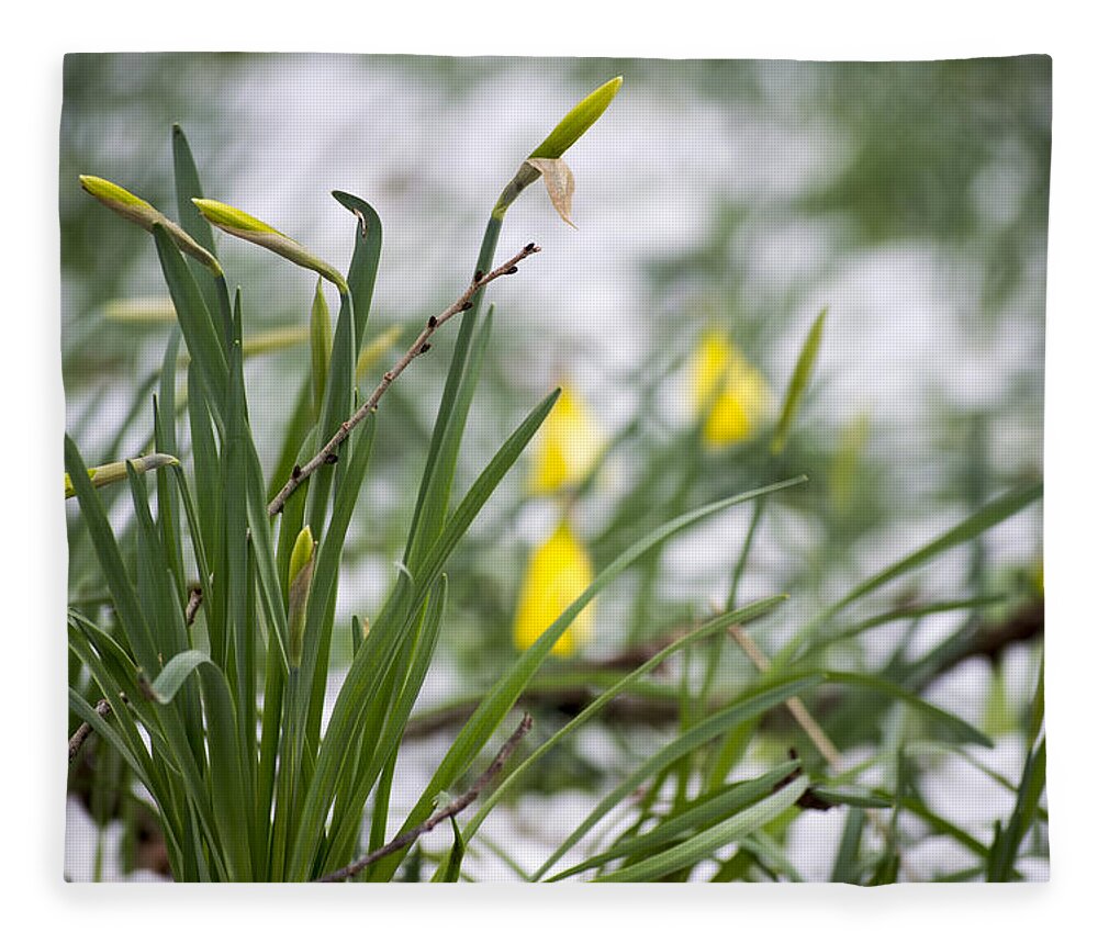Daffodils Fleece Blanket featuring the photograph Snowy Daffodils by Spikey Mouse Photography