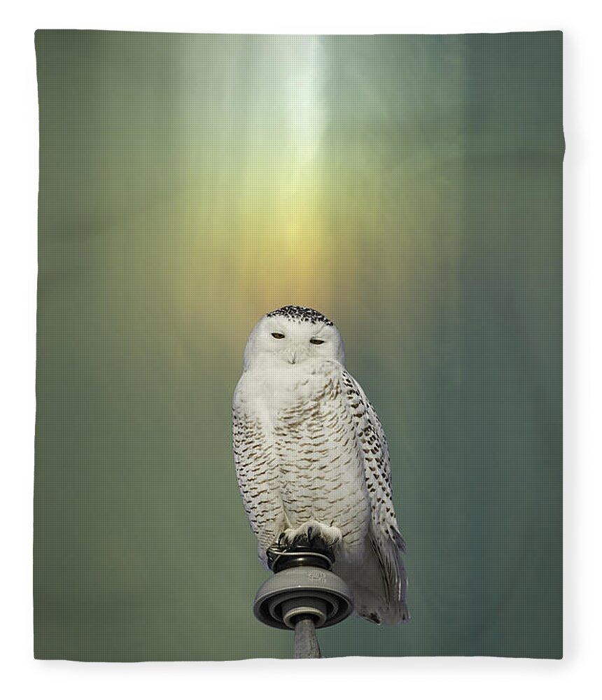 Snowy Owl (bubo Scandiacus) Fleece Blanket featuring the photograph Snowy Owl And Aurora Borealis by Thomas Young