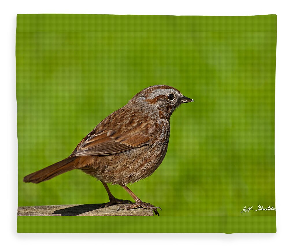 Animal Fleece Blanket featuring the photograph Song Sparrow on a Log by Jeff Goulden
