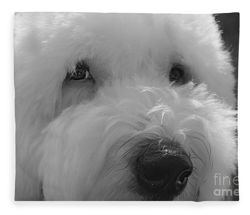 Old English Sheep Dog Fleece Blanket featuring the photograph Soulful Eye's Old English Sheep Dog by Peggy Franz