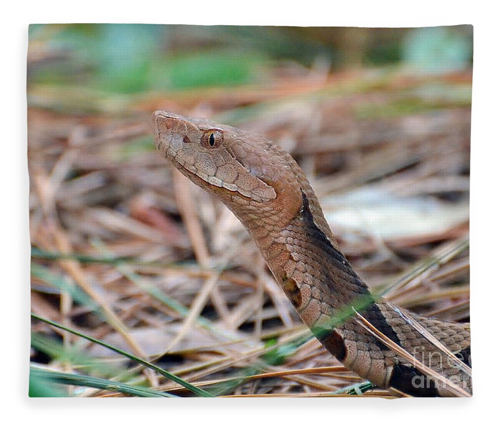 Snake Fleece Blanket featuring the photograph Southern Copperhead by Kathy Baccari