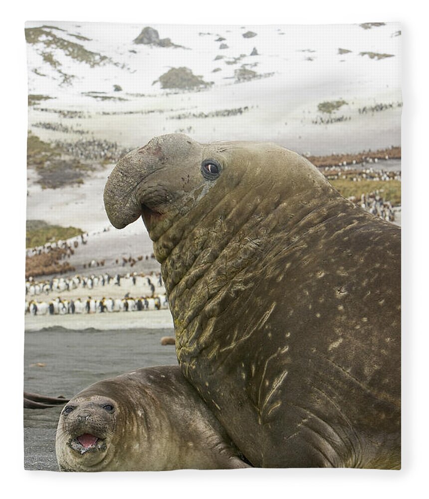 00345751 Fleece Blanket featuring the photograph Southern Elephant Seal Couple by Yva Momatiuk John Eastcott