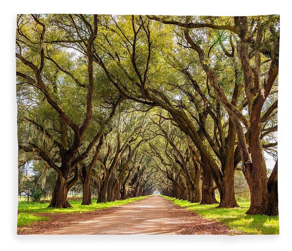 Evergreen Plantation Fleece Blanket featuring the photograph Southern Journey paint by Steve Harrington