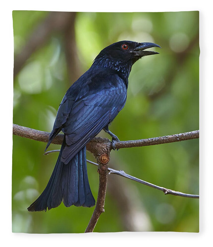 Martin Willis Fleece Blanket featuring the photograph Spangled Drongo Calling Queensland by Martin Willis