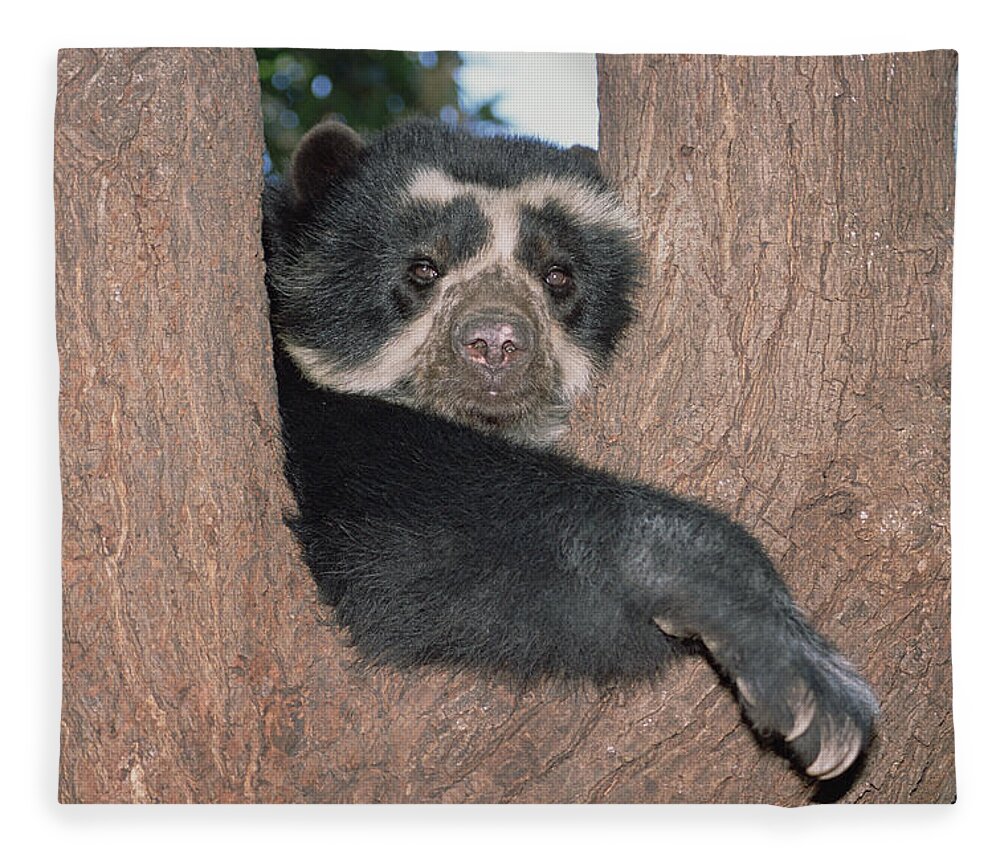 Feb0514 Fleece Blanket featuring the photograph Spectacled Bear In Andean Foothills Peru by Tui De Roy