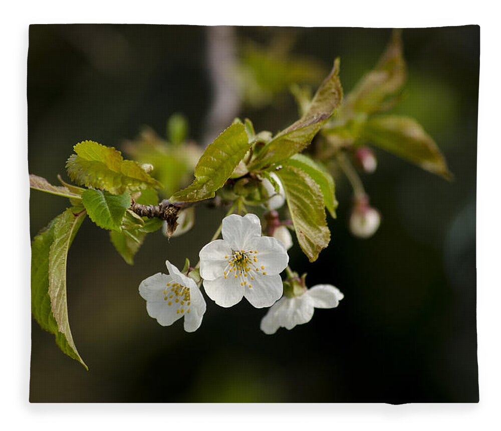 Branch Fleece Blanket featuring the photograph Spring Blossom by Spikey Mouse Photography