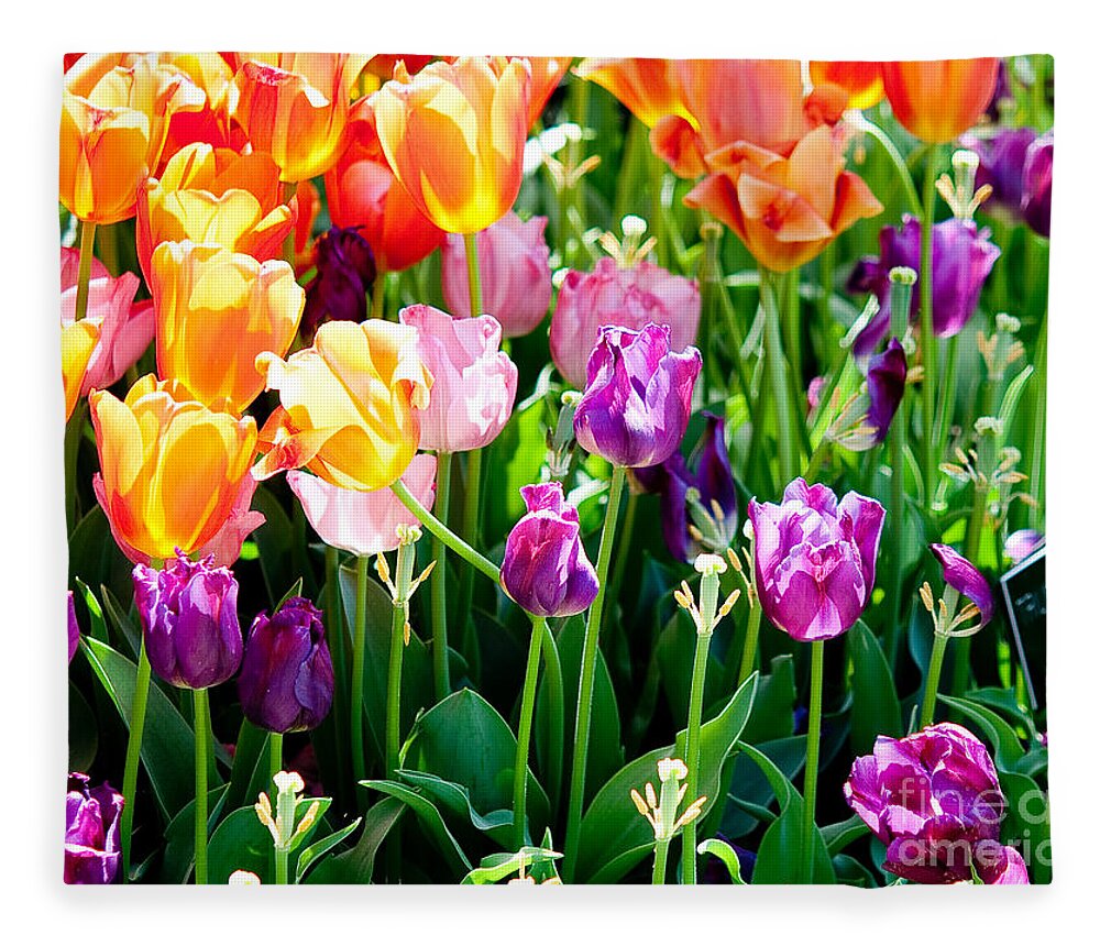 Tulip Fleece Blanket featuring the photograph Spring Color by Shijun Munns