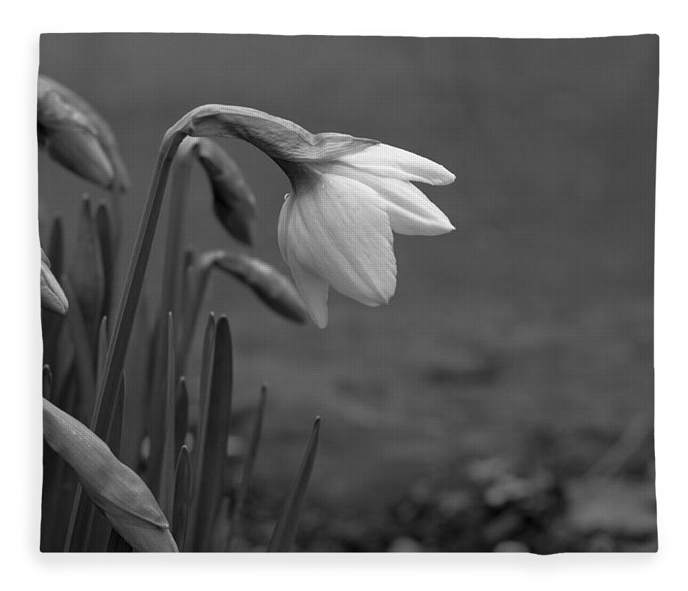 Flowers Fleece Blanket featuring the photograph Spring Daffodils by Ron Roberts