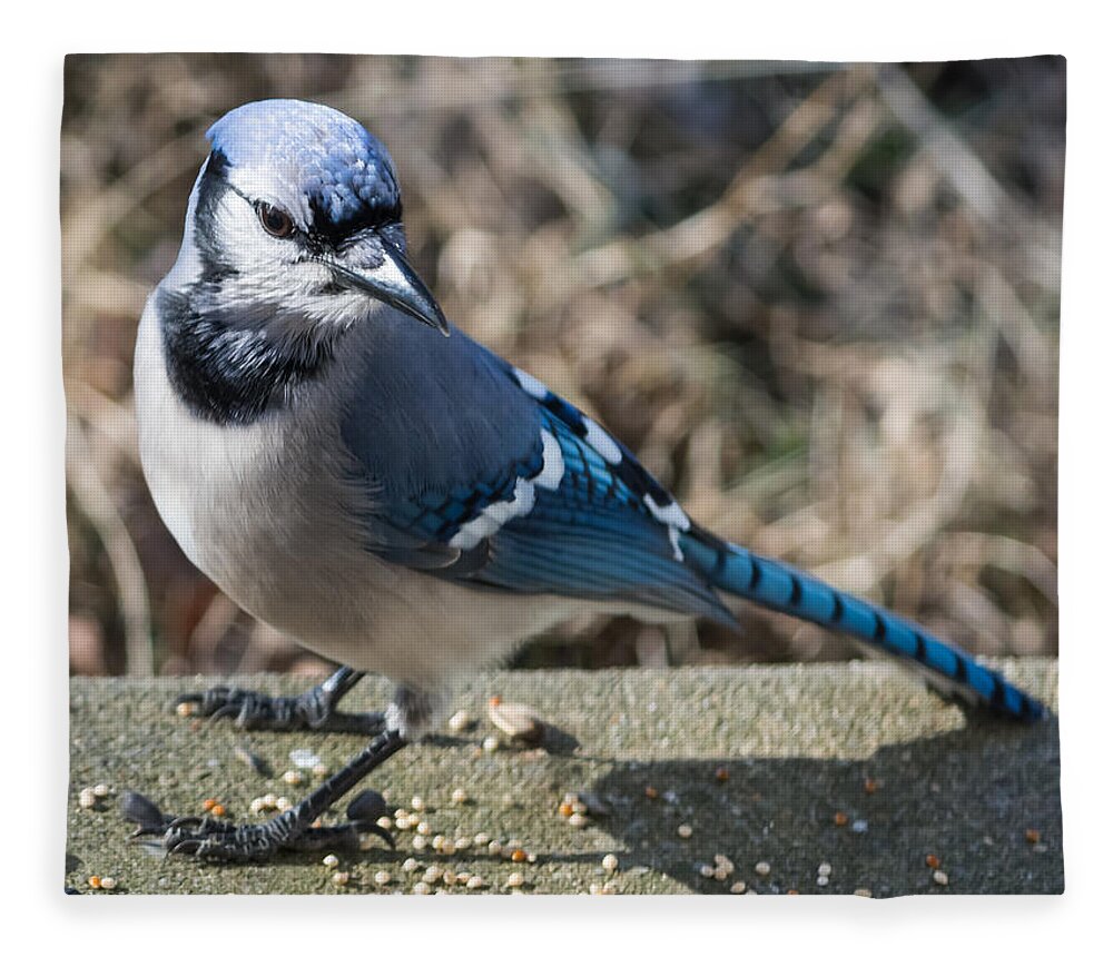 Blue Jays Fleece Blanket featuring the photograph Strike a Pose by Holden The Moment