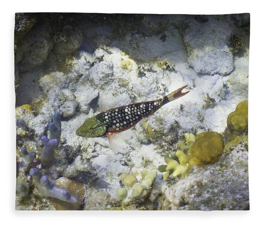 Fish Fleece Blanket featuring the photograph Stop Look and Listen by Lynne Browne