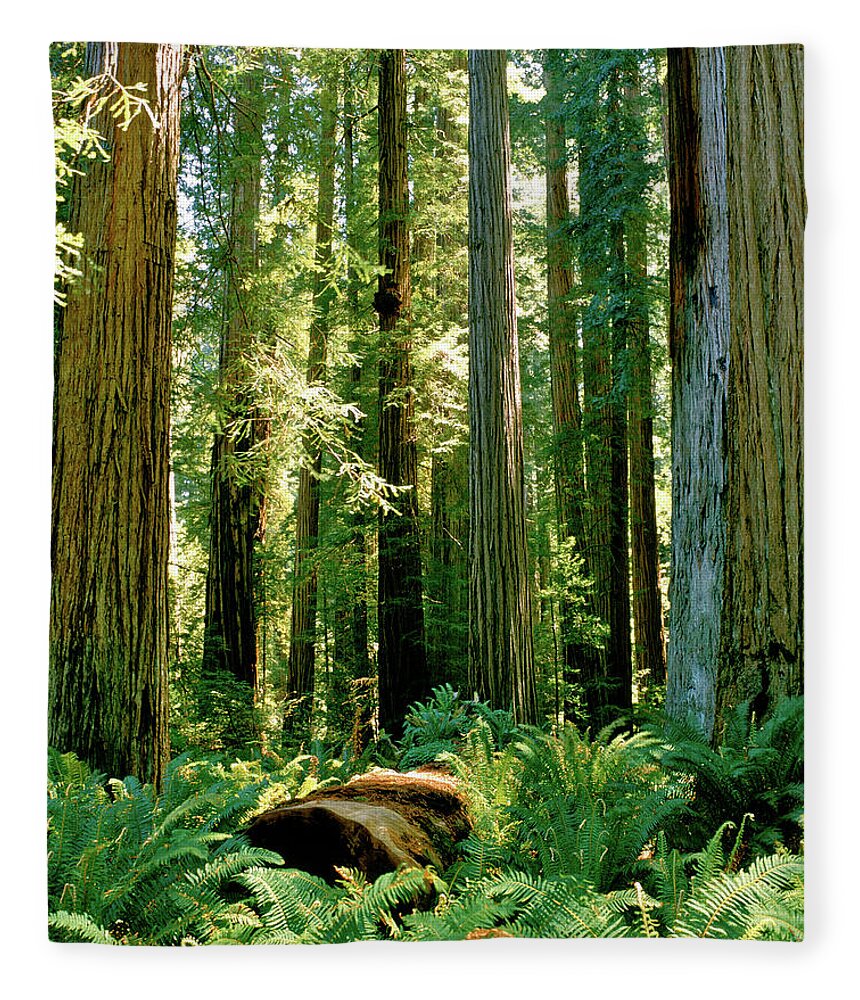 Stout Grove Fleece Blanket featuring the photograph Stout Grove Coastal Redwoods by Ed Riche