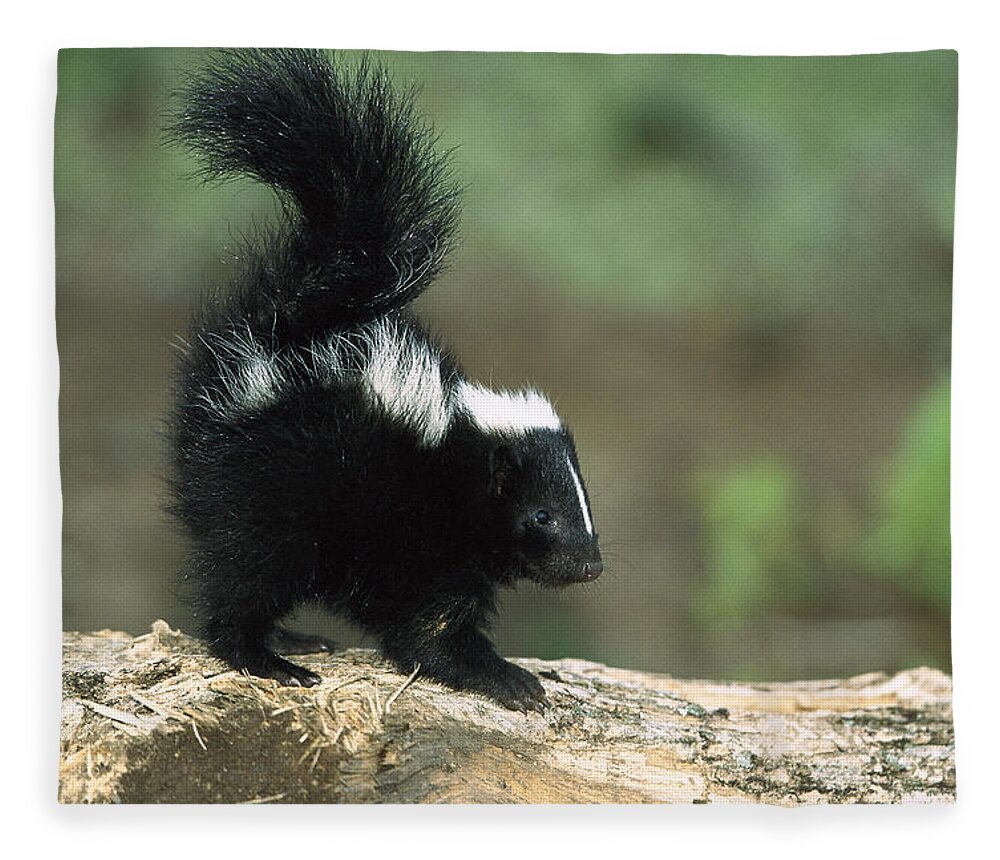 Feb0514 Fleece Blanket featuring the photograph Striped Skunk Kit With Tail Raised by Konrad Wothe