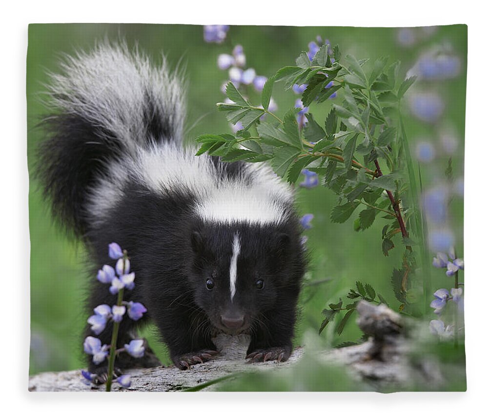 00176522 Fleece Blanket featuring the photograph Striped Skunk Kit by Tim Fitzharris