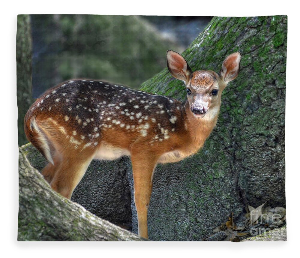Deer Fleece Blanket featuring the photograph Such A Deer by Kathy Baccari