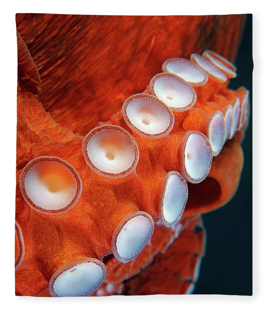 Underwater Fleece Blanket featuring the photograph Suckers Of Giant Pacific Octopus Or by Andrey Nekrasov