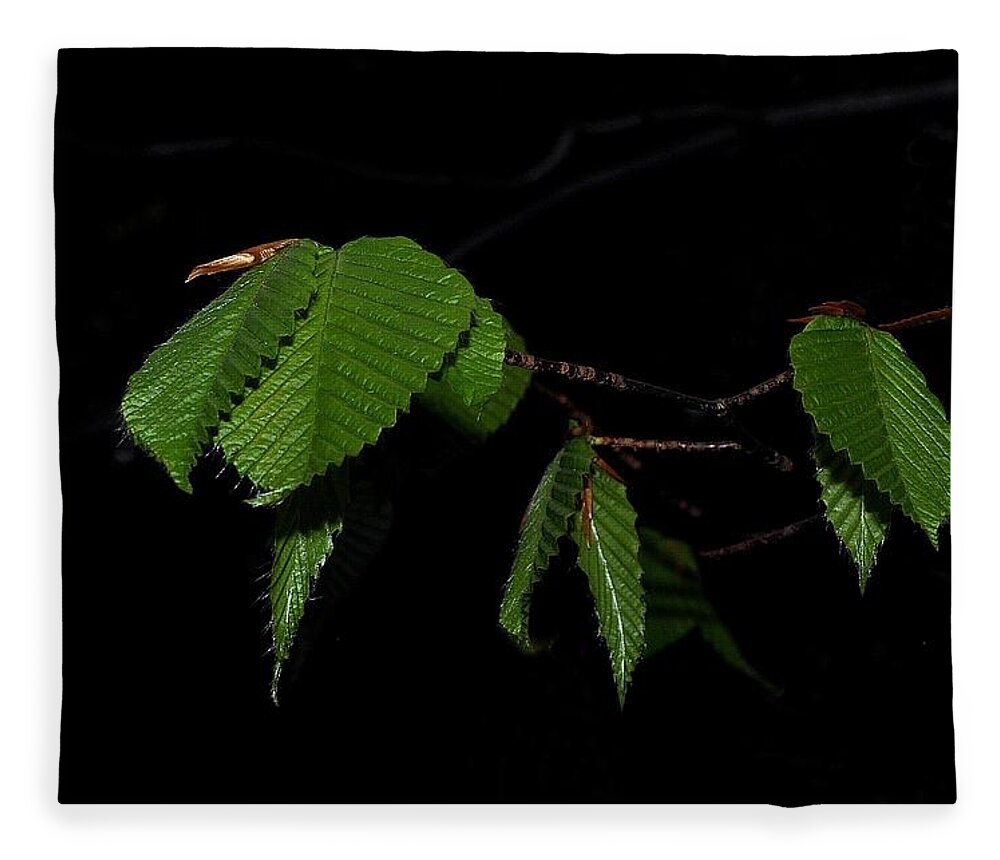 Leaves Photographs Fleece Blanket featuring the photograph Summer Leaves on Black by Phyllis Meinke
