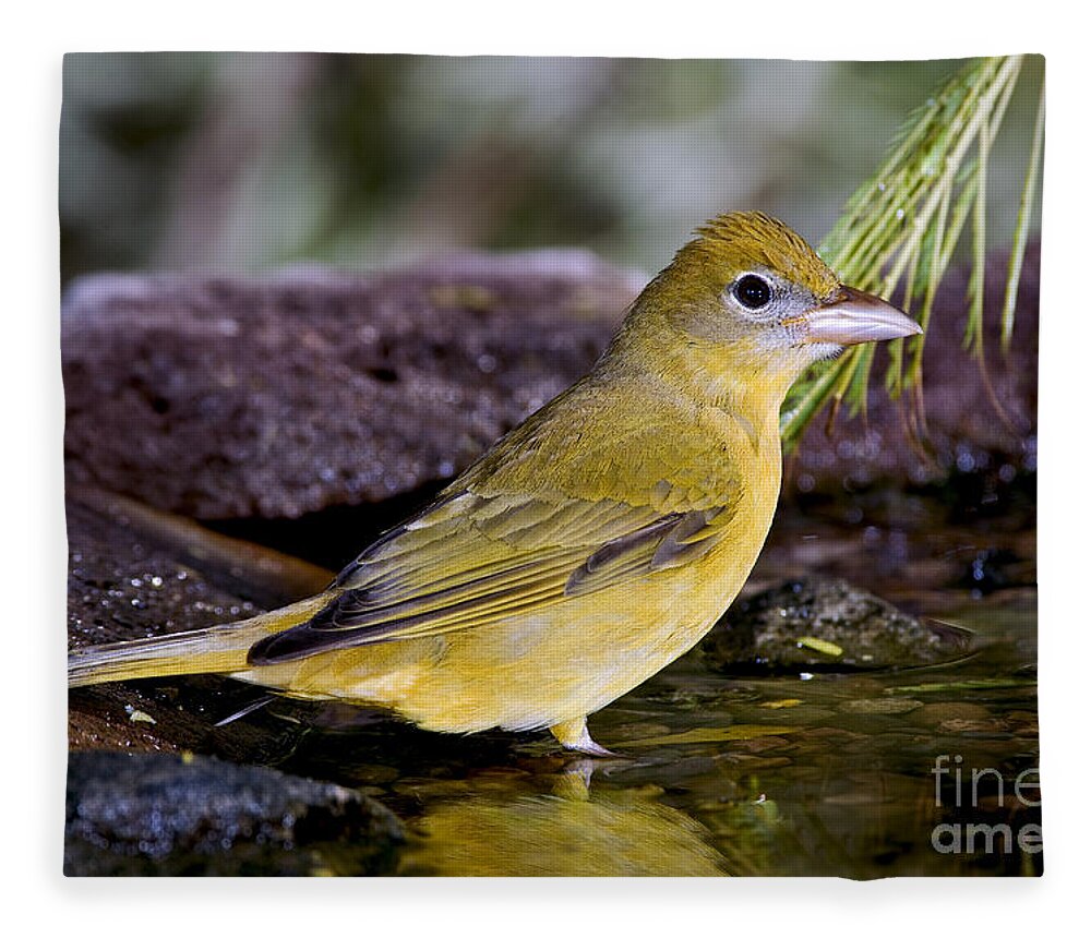 Summer Tanager Fleece Blanket featuring the photograph Summer Tanager Female In Water by Anthony Mercieca