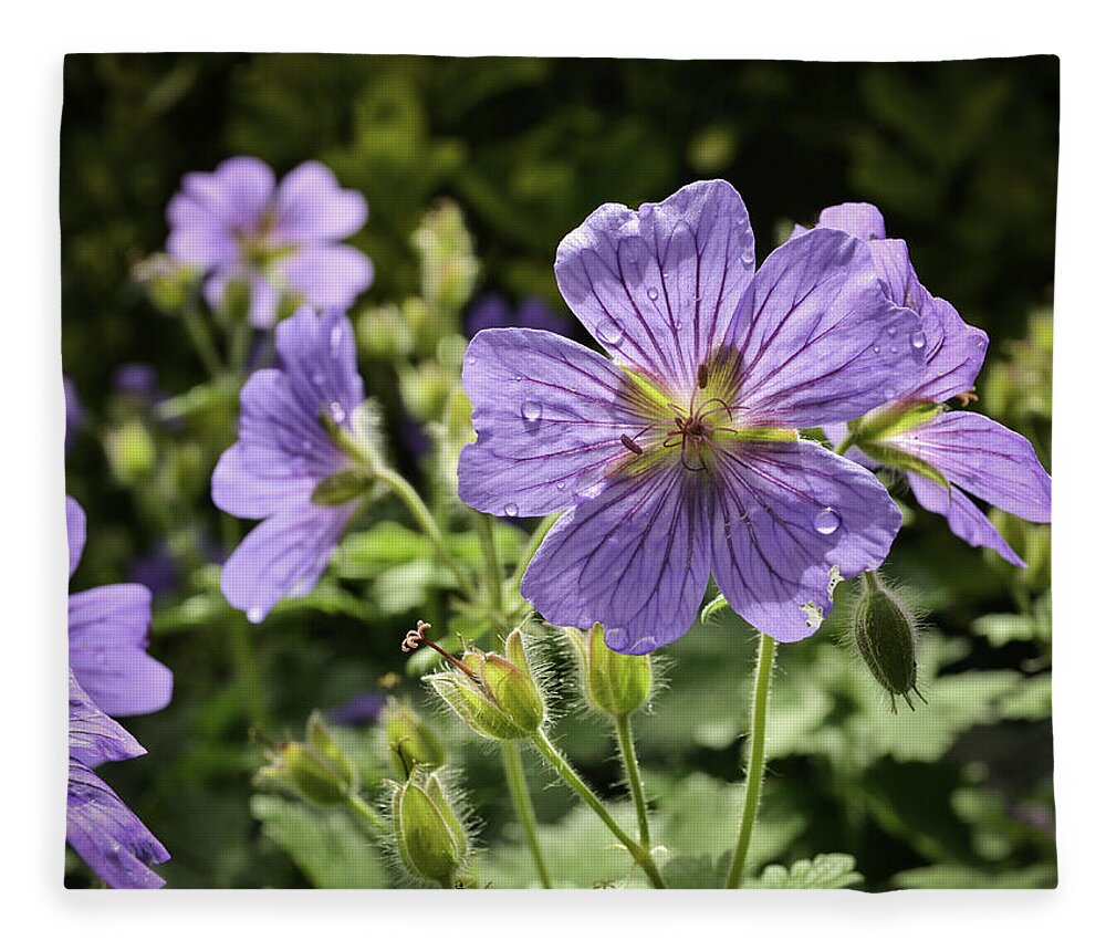 Nature Fleece Blanket featuring the photograph Sun bathed Geranium by Spikey Mouse Photography