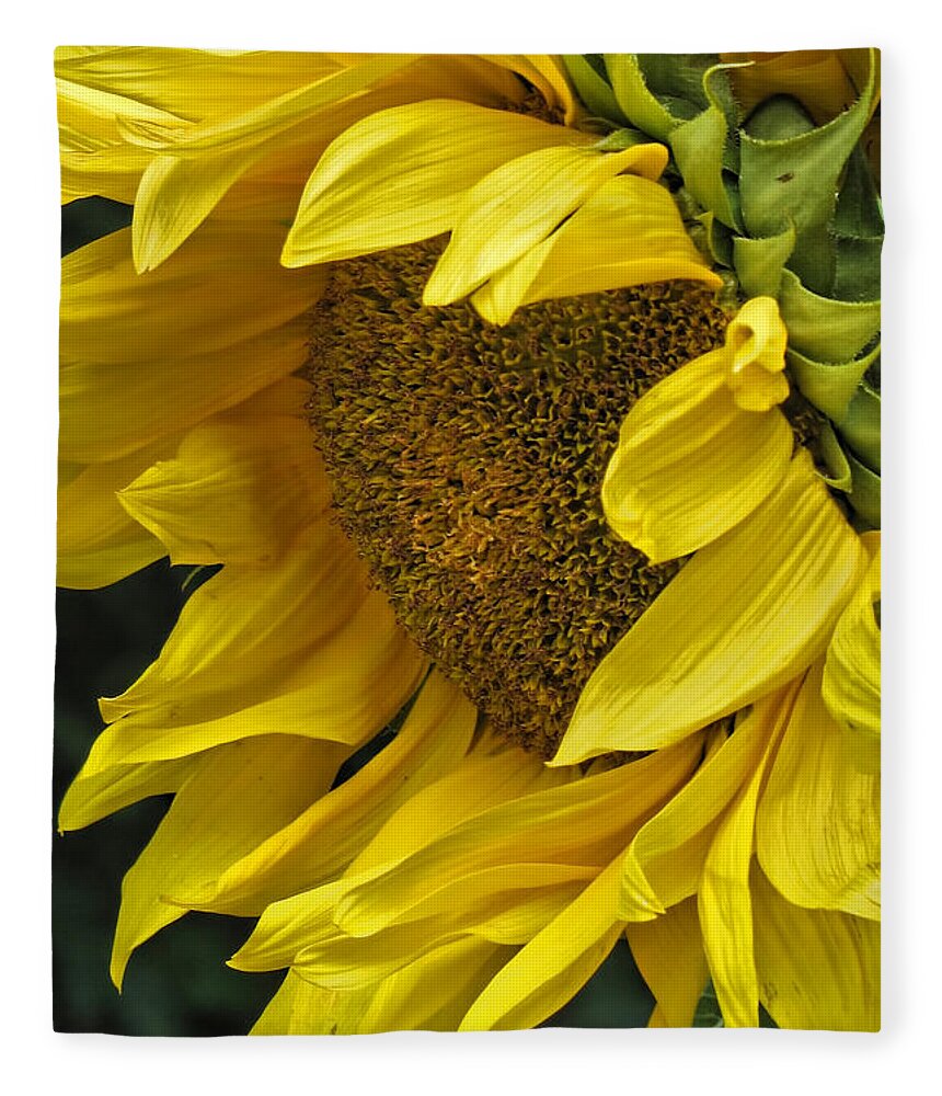 Flower Fleece Blanket featuring the photograph Sunflower by Ann Bridges