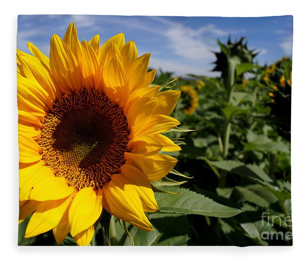 Agriculture Fleece Blanket featuring the photograph Sunflower Glow by Kerri Mortenson