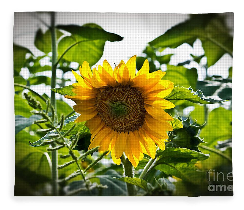 Sunflower Fleece Blanket featuring the photograph Sunflower Vignette Edges by Ms Judi