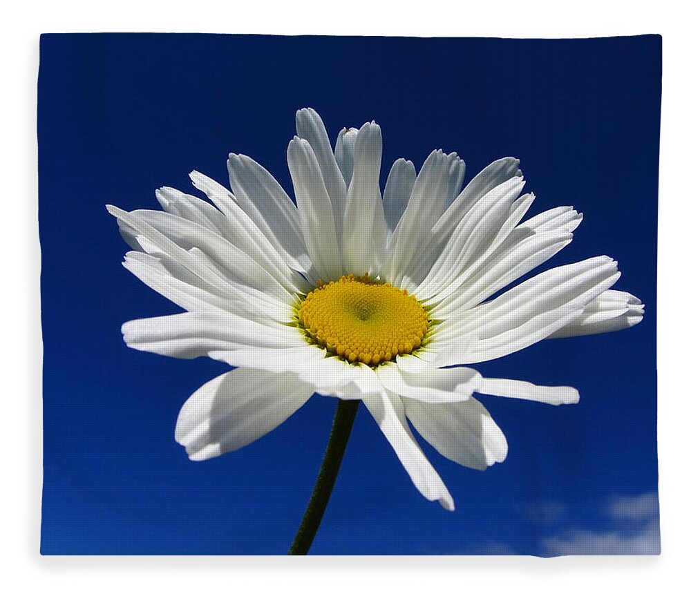 Petal Fleece Blanket featuring the photograph Sunlight Daisy by By Merete Stava