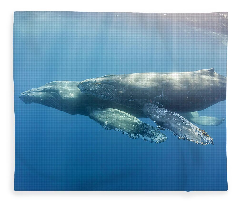 Underwater Fleece Blanket featuring the photograph Sunrays On Whales by By Wildestanimal