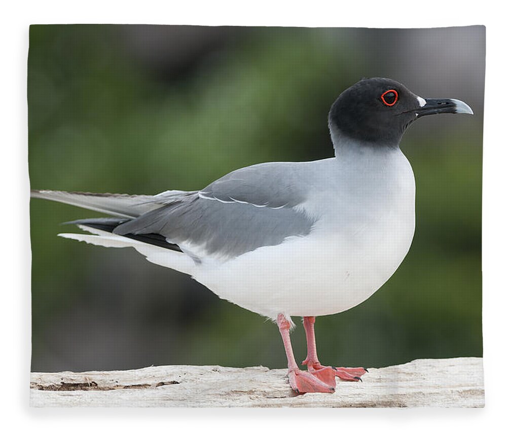 531756 Fleece Blanket featuring the photograph Swallow-tailed Gull Galapagos by Tui De Roy