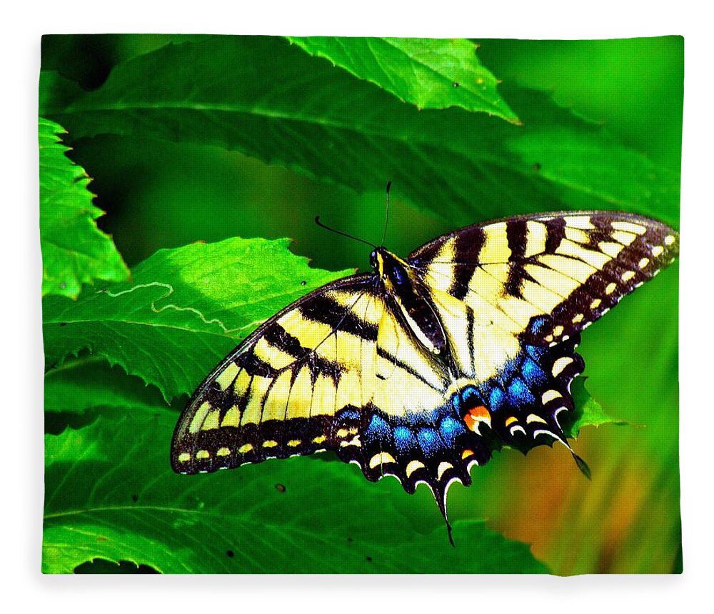 Butterflies Fleece Blanket featuring the photograph Swallowtail by Carol Montoya