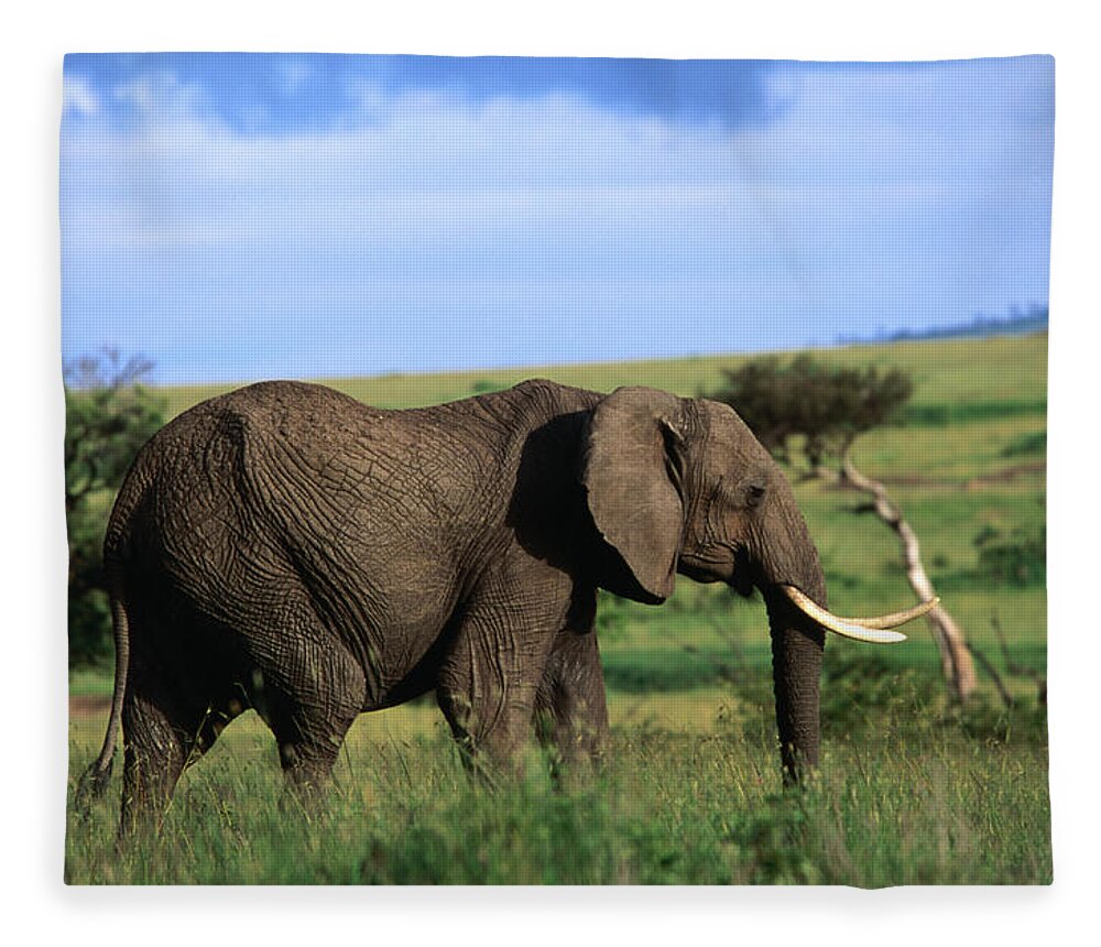 Kenya Fleece Blanket featuring the photograph The African Elephant Loxodonta Africana by Anders Blomqvist