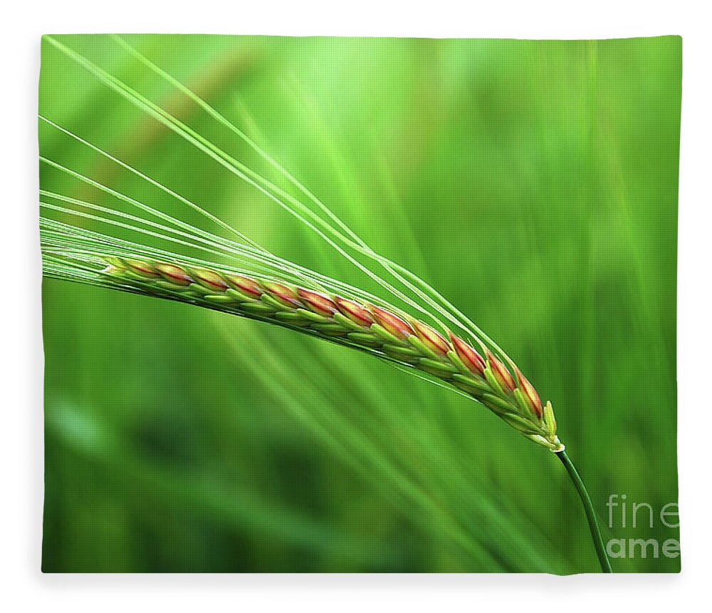 Corn Fleece Blanket featuring the photograph The Corn by Hannes Cmarits