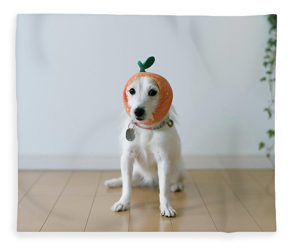Pets Fleece Blanket featuring the photograph The Cute Dog With A Tangerine Cap by Hazelog