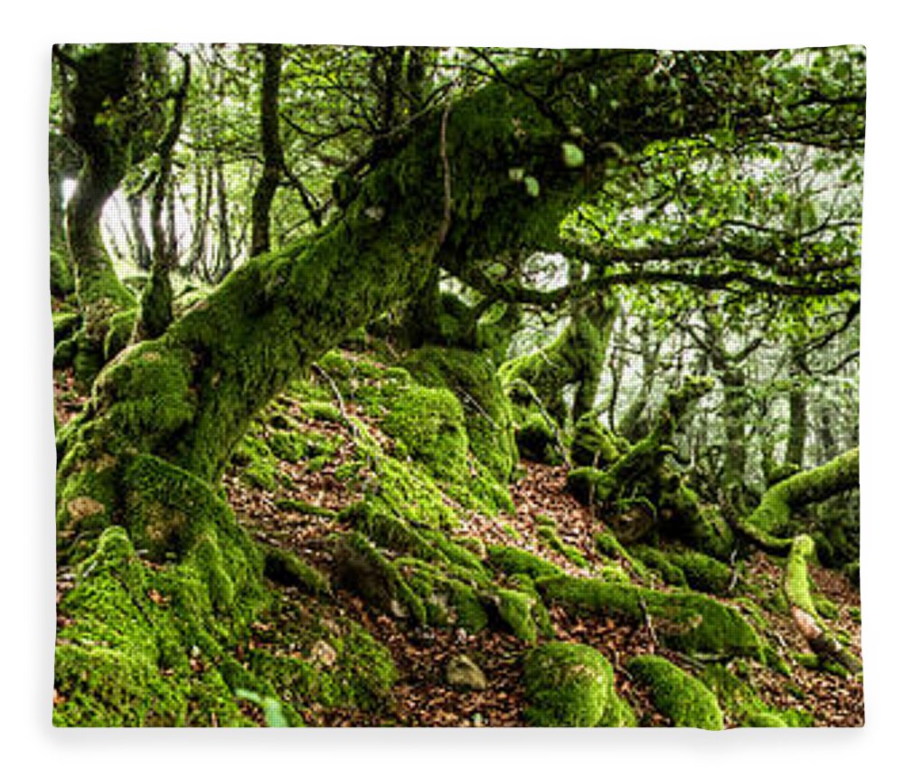Forest Fleece Blanket featuring the photograph The Elven forest No2 Wide by Weston Westmoreland