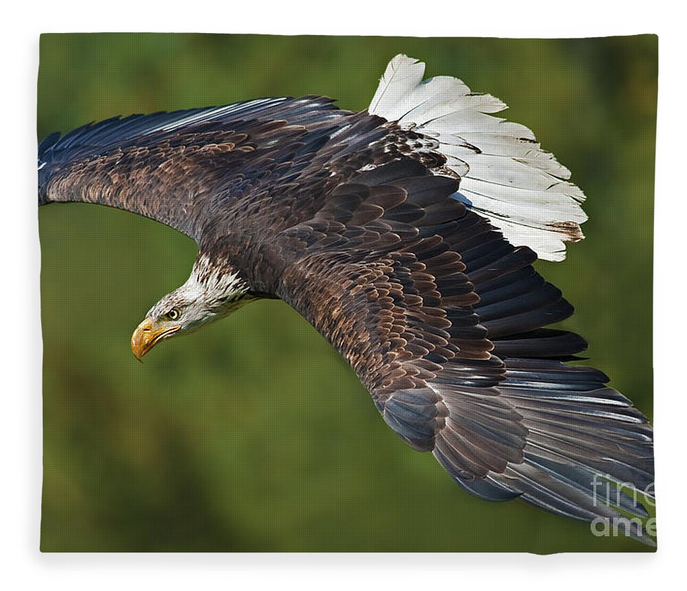 Nina Stavlund Fleece Blanket featuring the photograph The King of the Skies... by Nina Stavlund