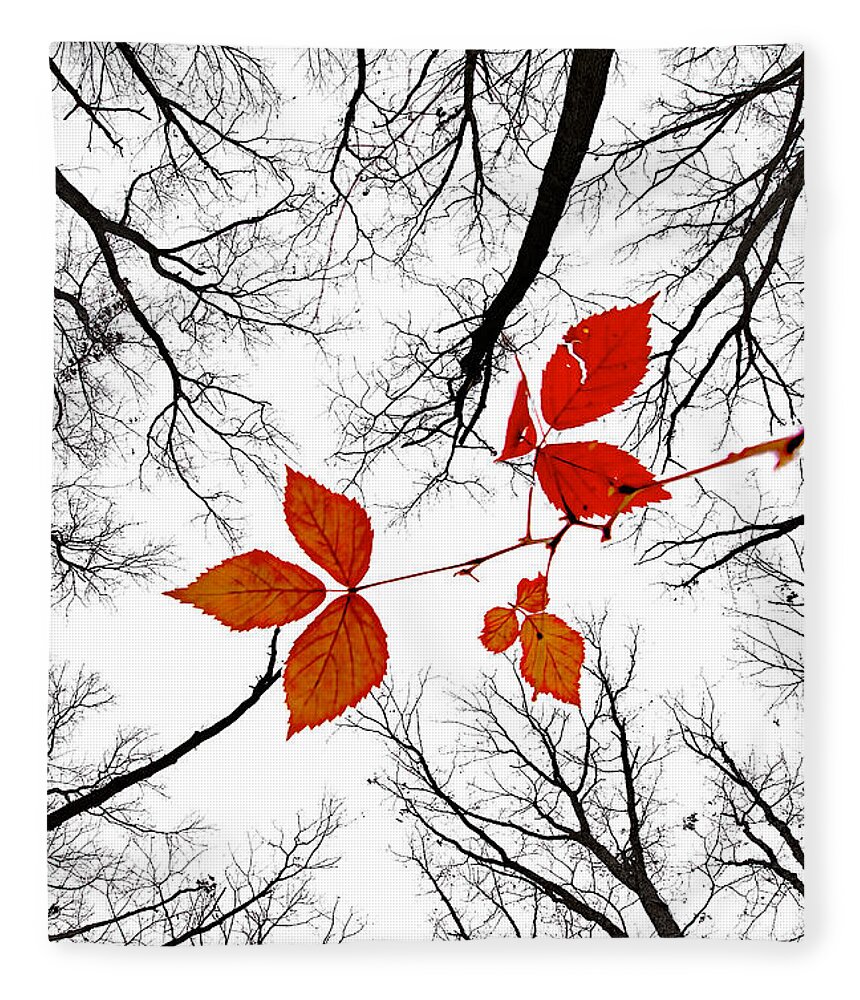 2009 Fleece Blanket featuring the photograph The last leaves of November by Robert Charity