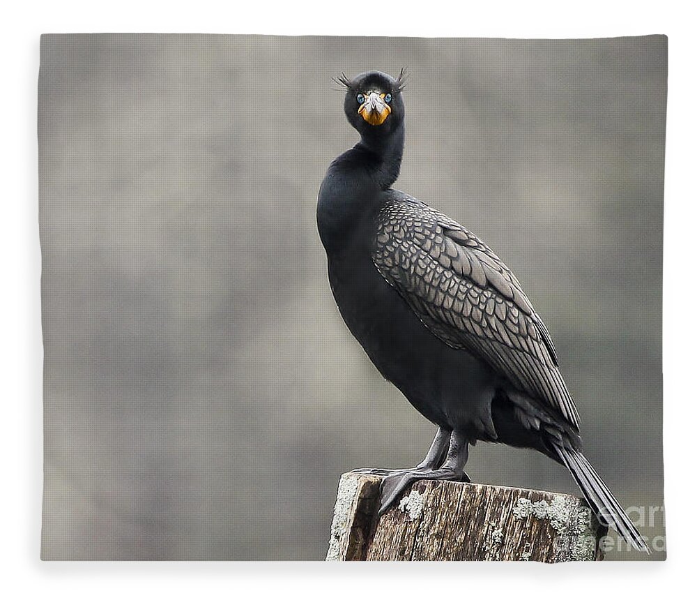 Maine Fleece Blanket featuring the photograph The Look by Karin Pinkham