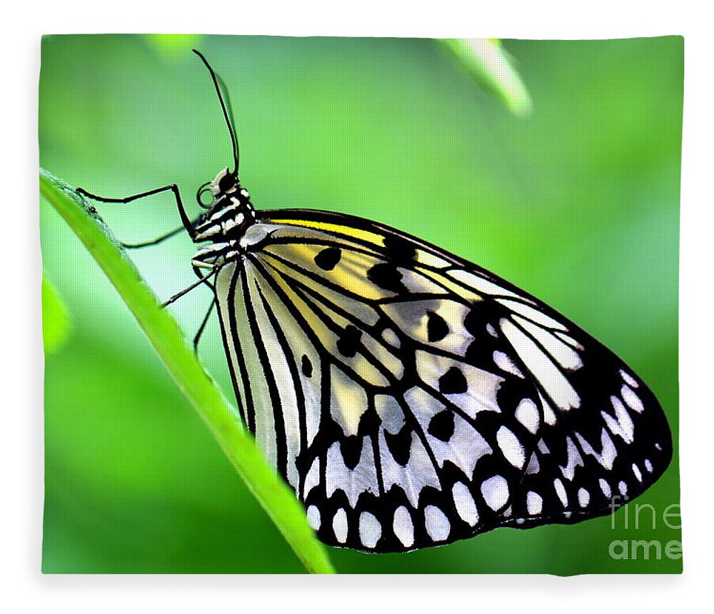 Butterfly Fleece Blanket featuring the photograph The Paper Kite or Rice Paper or Large Tree Nymph butterfly also known as Idea leuconoe by Amanda Mohler