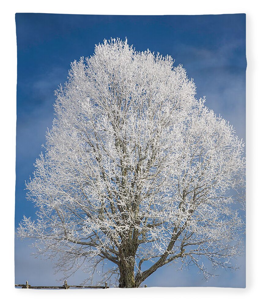Tree Fleece Blanket featuring the photograph The Winter Sentry by John Haldane