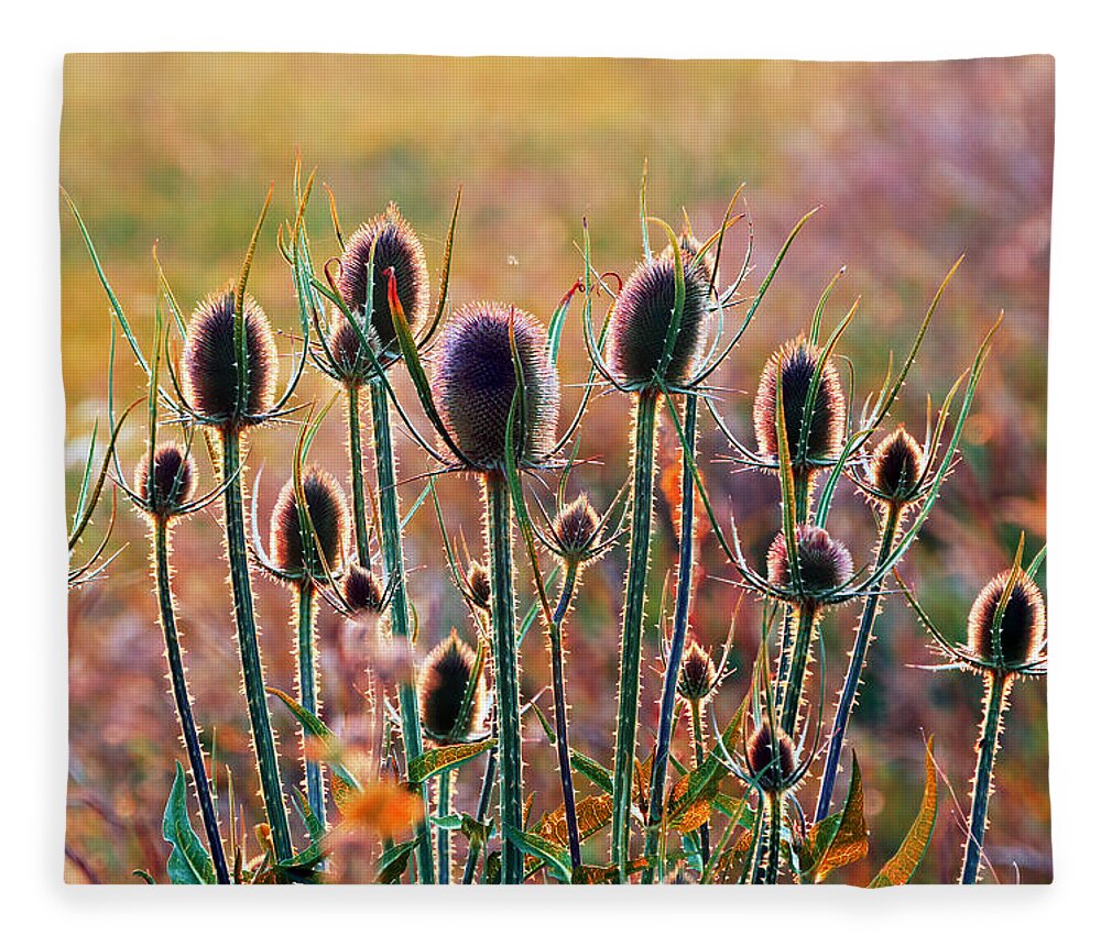 Thistles Fleece Blanket featuring the photograph Thistles With Sunset Light by Mikel Martinez de Osaba