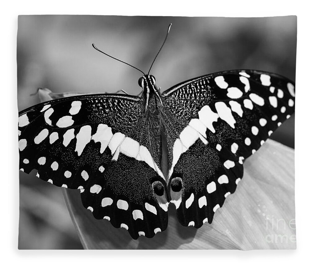 Thoas Swallowtail Butterfly Fleece Blanket featuring the photograph Thoas Swallowtail II by Tamara Becker