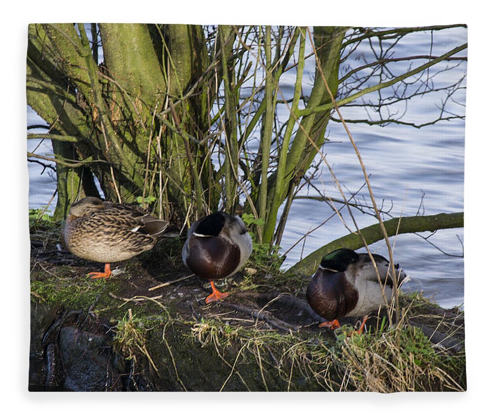  Duck Fleece Blanket featuring the photograph Three In A Row by Spikey Mouse Photography