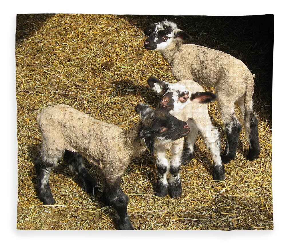 Lambs Fleece Blanket featuring the photograph Three Little Lambs in Spring Sunshine by Conni Schaftenaar