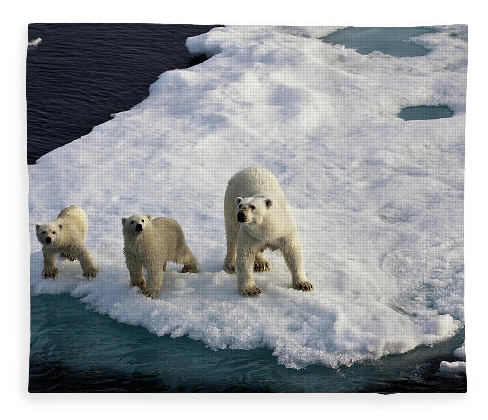 Three Polar Bears On An Ice Flow Fleece Blanket For Sale By Seppfriedhuber