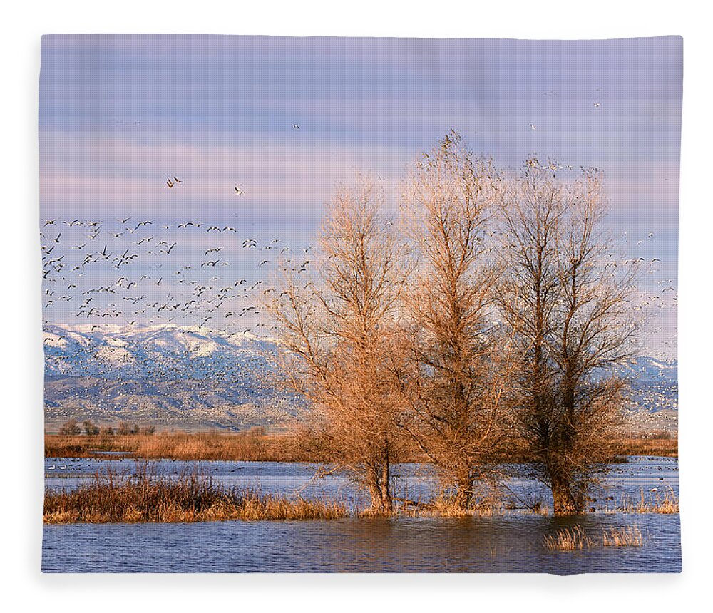 Snow Geese Fleece Blanket featuring the photograph Three Willow Trees by Kathleen Bishop