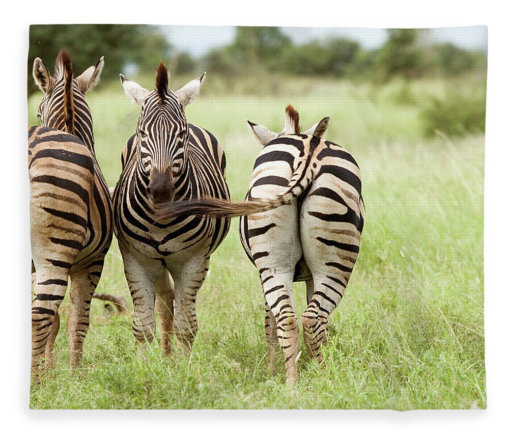 Plains Zebra Fleece Blanket featuring the photograph Three Zebra Equus Burchelli Standing by Kerstin Geier